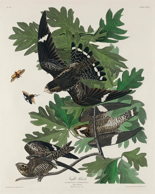 Night Hawk from Birds of America (1827) by John James Audubon