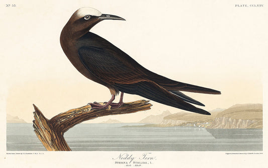 Noddy Tern from Birds of America (1827) by John James Audubon