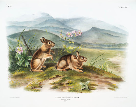 Nuttall's Hare (Lepus nuttallii) by John James Audubon