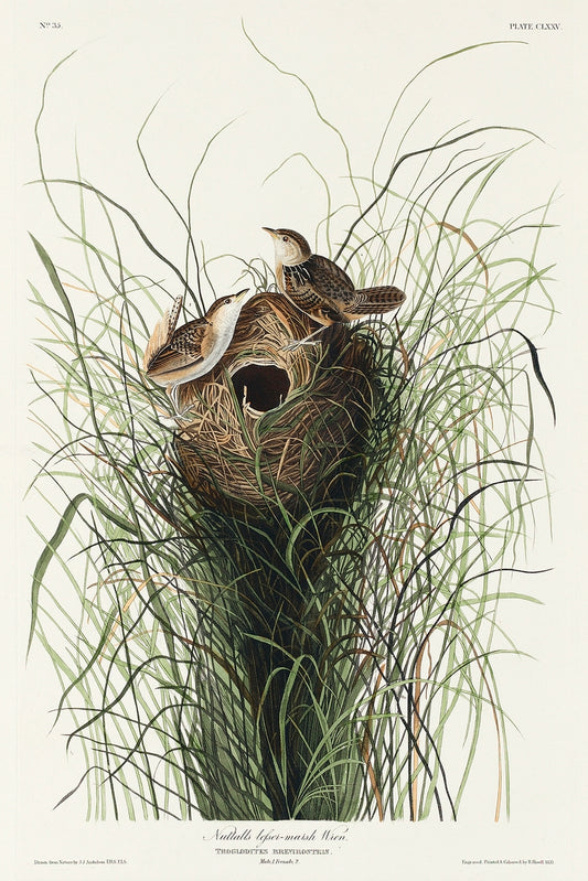 Nuttall's lesser-marsh Wren from Birds of America (1827) by John James Audubon