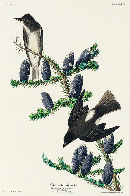 Olive sided Flycatcher from Birds of America (1827) by John James Audubon