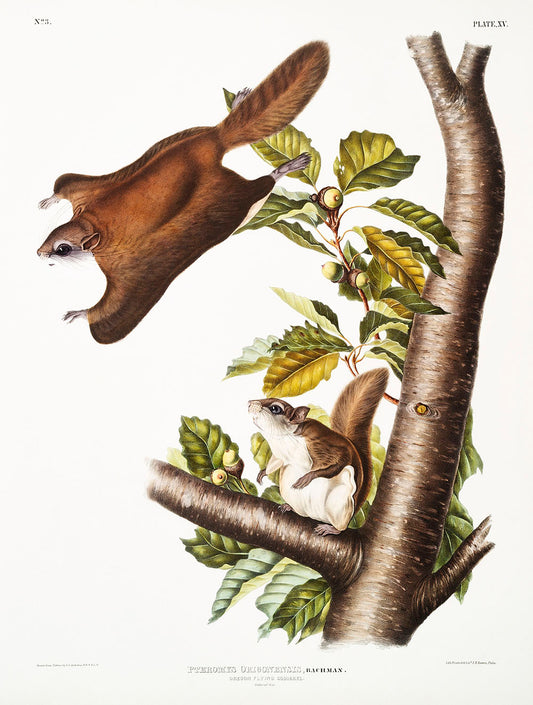 Oregon Flying Squirrel (Pteromys Origonensis) by John James Audubon