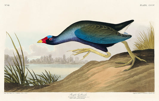 Purple Gallinule from Birds of America (1827) by John James Audubon