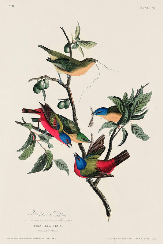 Painted Finch from Birds of America (1827) by John James Audubon