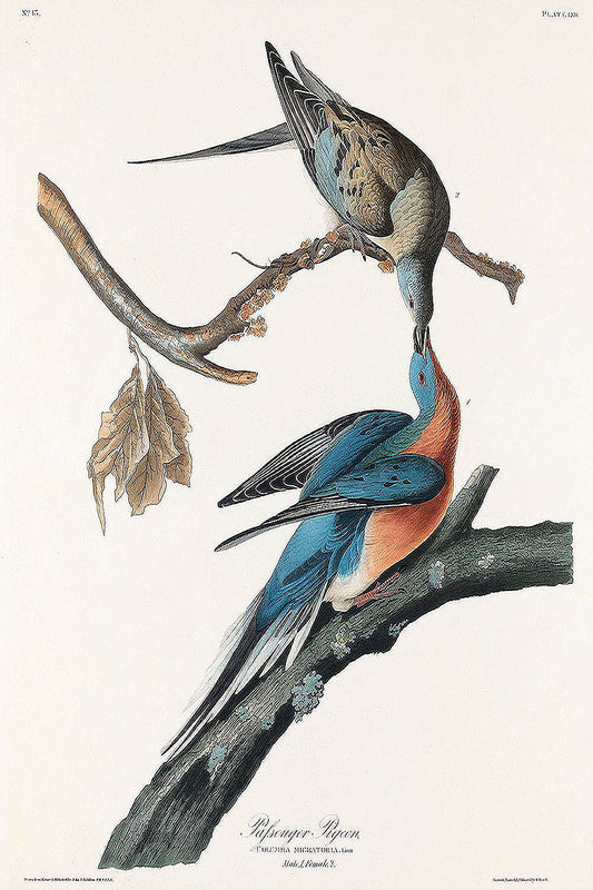 Passenger Pigeon from Birds of America (1827) by John James Audubon