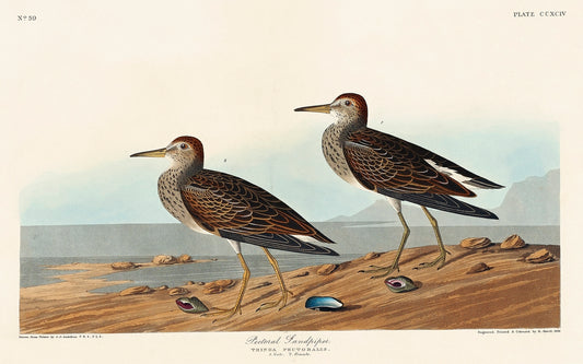 Pectoral Sandpiper from Birds of America (1827) by John James Audubon