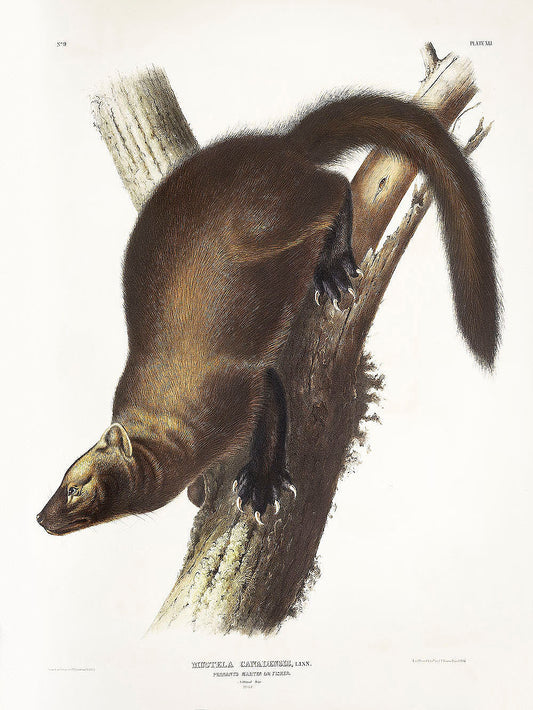 Pennant's Marten (Mustela Canadensis) by John James Audubon -WEB