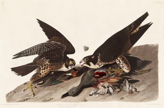 Peregrine Falcons (Duck Hawks) (ca. 1827) by John James Audubon