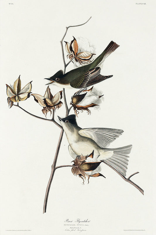 Pewit Flycatcher from Birds of America (1827) by John James Audubon