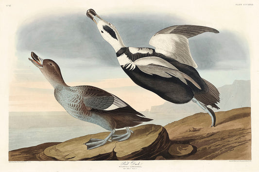 Pied Duck from Birds of America (1827) by John James Audubon