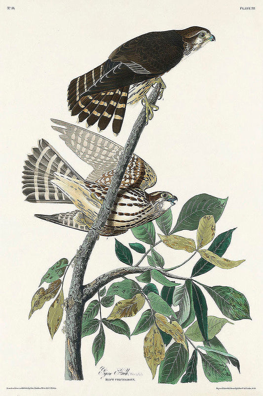 Pigeon Hawk from Birds of America (1827) by John James Audubon