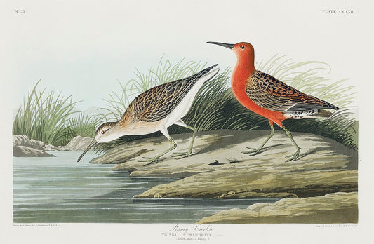 Pigmy curlew from Birds of America (1827) by John James Audubon