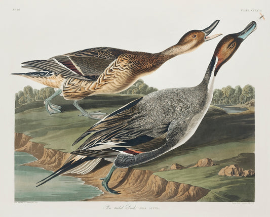 Pin-Tailed Duck from Birds of America (1827) by John James Audubon