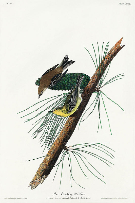 Pine Creeping Warbler from Birds of America (1827) by John James Audubon