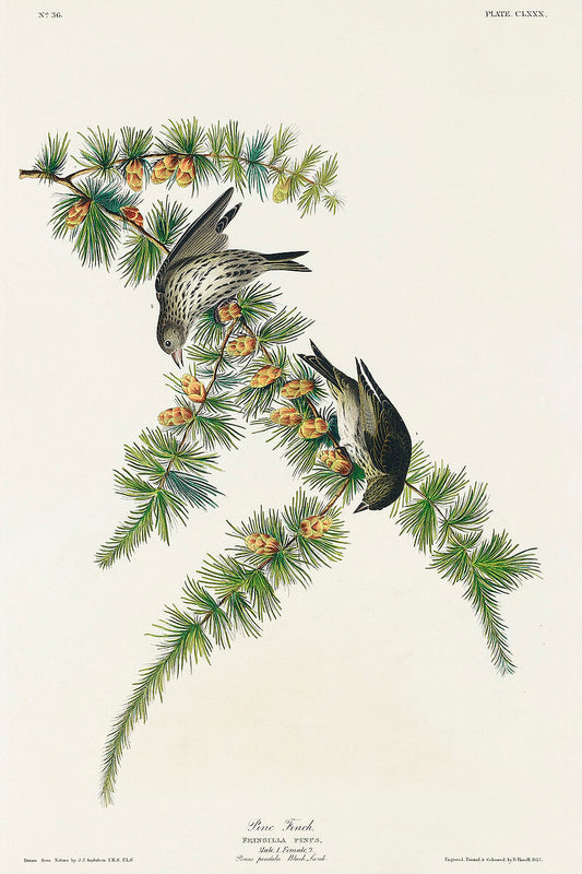 Pine Finch from Birds of America (1827) by John James Audubon