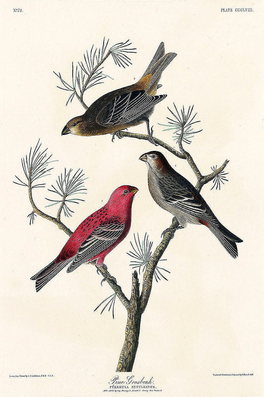 Pine Grosbeak from Birds of America (1827) by John James Audubon