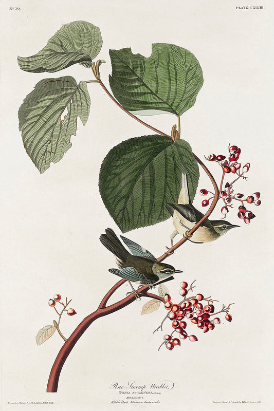 Pine Swamp Warbler from Birds of America (1827) by John James Audubon