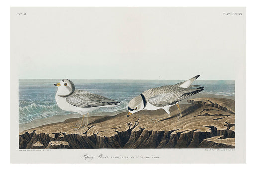 Piping Plover from Birds of America (1827) by John James Audubon
