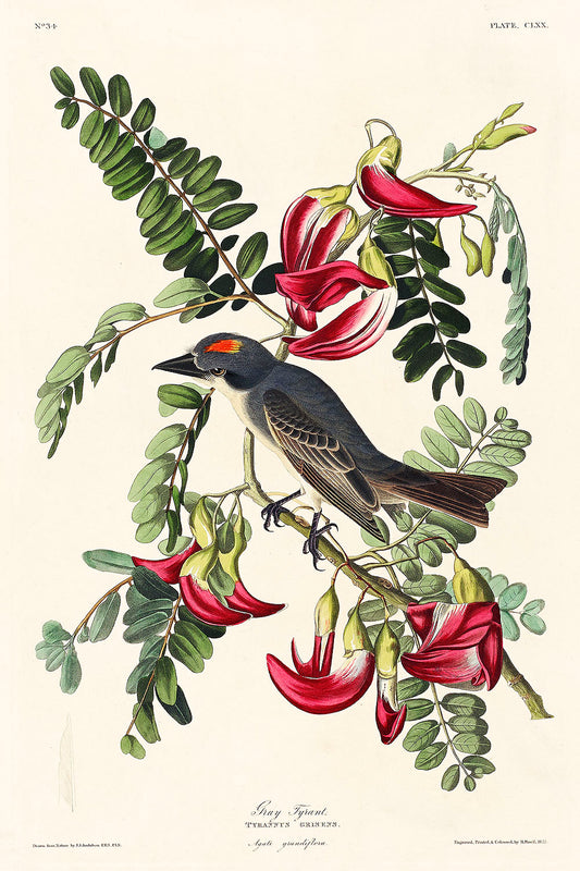 Piping Flycatcher from Birds of America (1827) by John James Audubon
