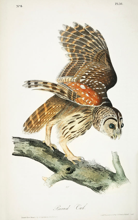 Plat from Birds of America (1827) by John James Audubon