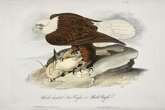 America Eagle (1827) by John James Audubon