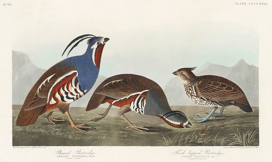 Plumed Partridge and Thick-legged Partridge from Birds of America (1827) by John James Audubon