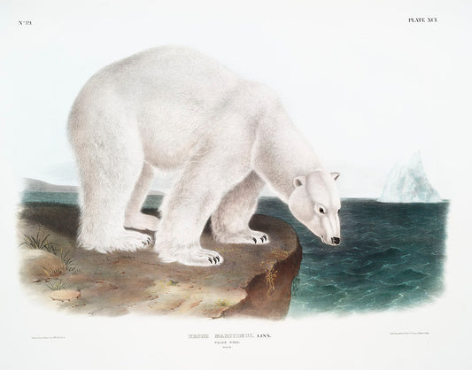 Polar Bear (Ursus maritimus) by John James Audubon