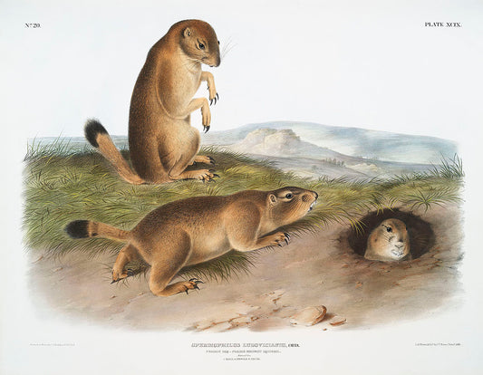 Prairie Dog or Prairie marmot squirrel (Spermophilus ludovicianus) by John James Audubon