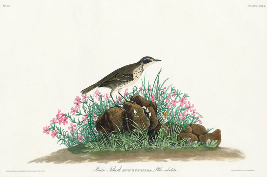 Prairie Titlark from Birds of America (1827) by John James Audubon