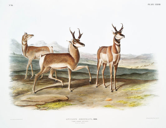 Prong-horned Antelope (Antilope Americana) by John James Audubon