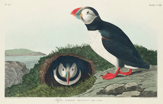 Puffin from Birds of America (1827) by John James Audubon