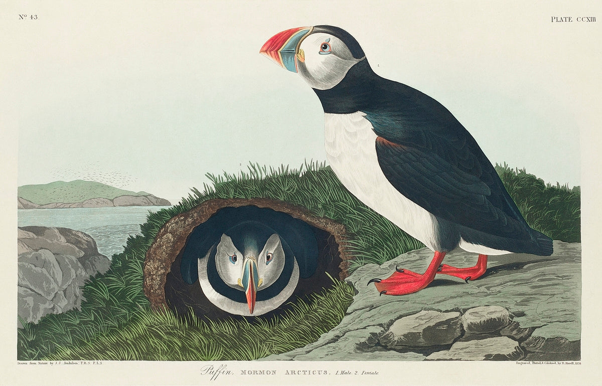 Puffin from Birds of America (1827) by John James Audubon