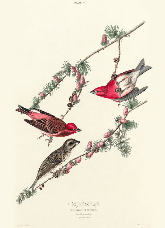 Purple Finch from Birds of America (1827) by John James Audubon