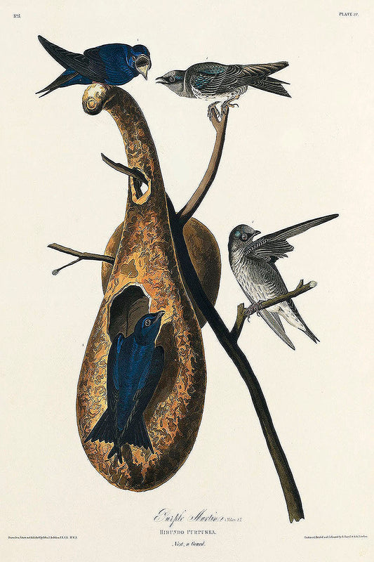 Purple Martin from Birds of America (1827) by John James Audubon