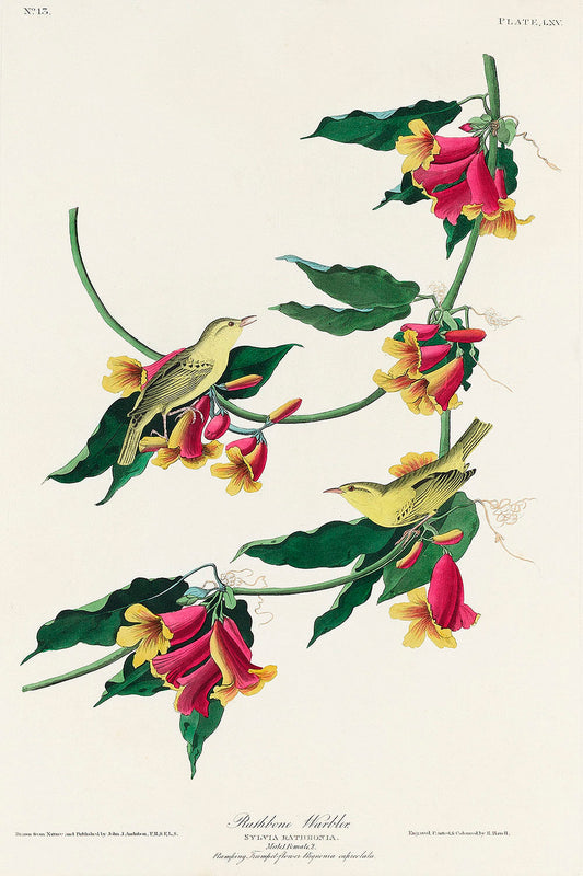 Rathbone Warbler from Birds of America (1827) by John James Audubon