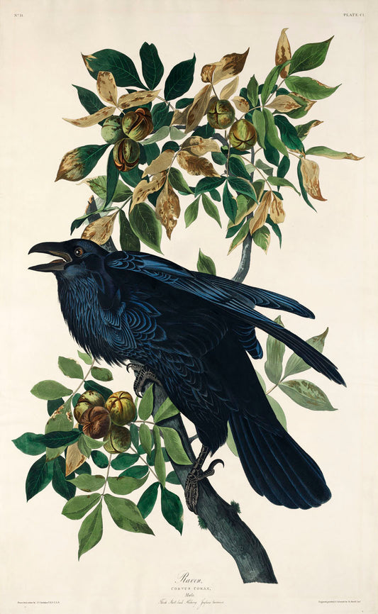 Raven from Birds of America (1827) by John James Audubon