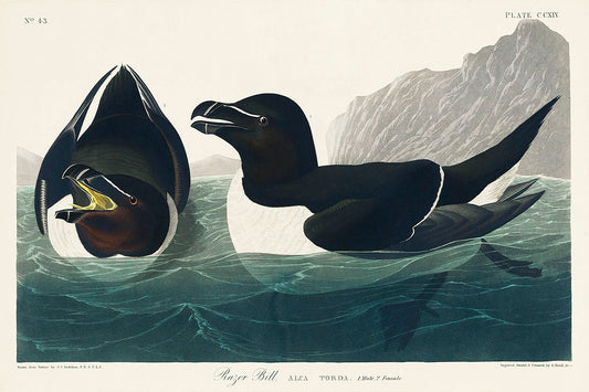 Razor Bill from Birds of America (1827) by John James Audubon