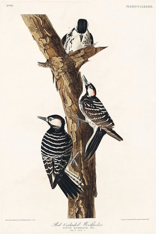 Red-Cockaded Woodpecker from Birds of America (1827) by John James Audubon
