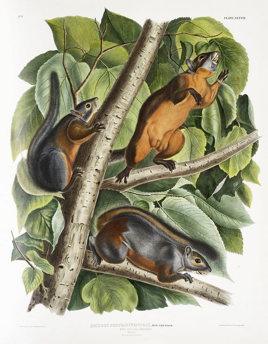 Red-bellied Squirrel (Sciurus feruginiventris) by John James Audubon -WEB