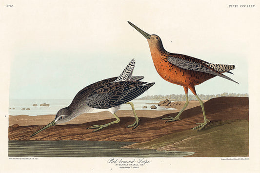 Red-breasted Snipe from Birds of America (1827) by John James Audubon