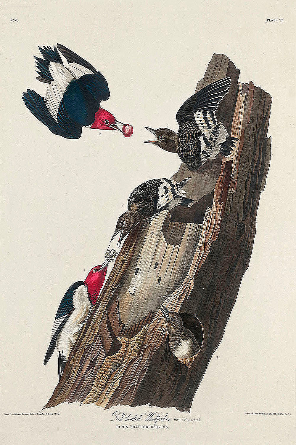 Red-headed Woodpecker from Birds of America (1827) by John James Audubon