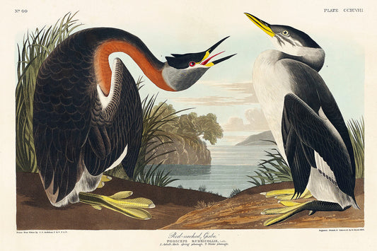 Red-necked Grebe from Birds of America (1827) by John James Audubon