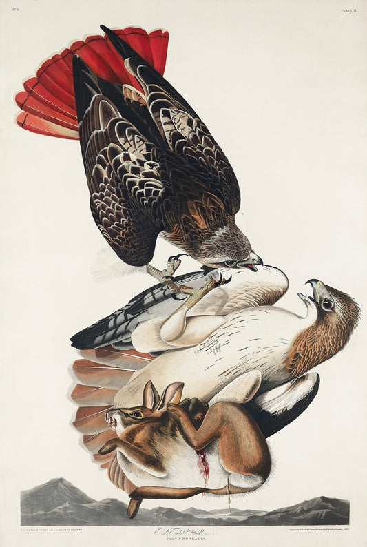 Red-tailed Hawk from Birds of America (1827) by John James Audubon