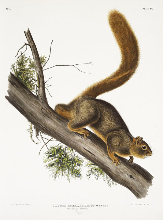 Red-tailed Squirrel (Sciurus rubricaudatus) by John James Audubon