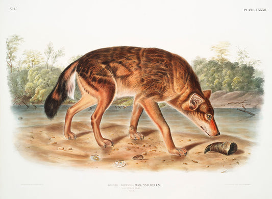 Red Texan Wolf (Canis lupus) by John James Audubon -WEB