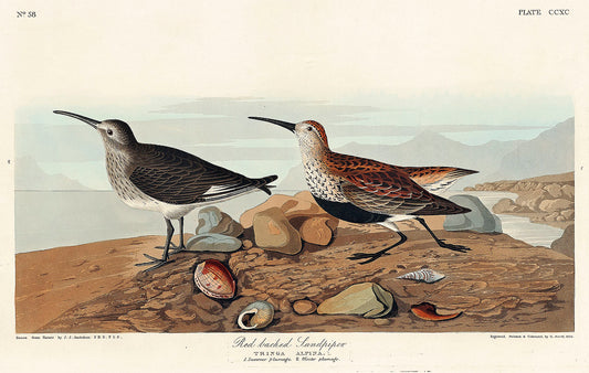 Red backed Sandpiper from Birds of America (1827) by John James Audubon