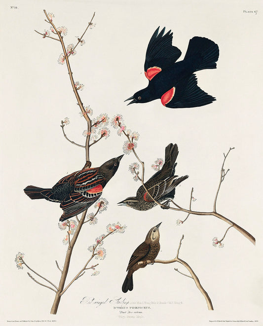 Red winged Starling, or Marsh Blackbird by John James Audubon