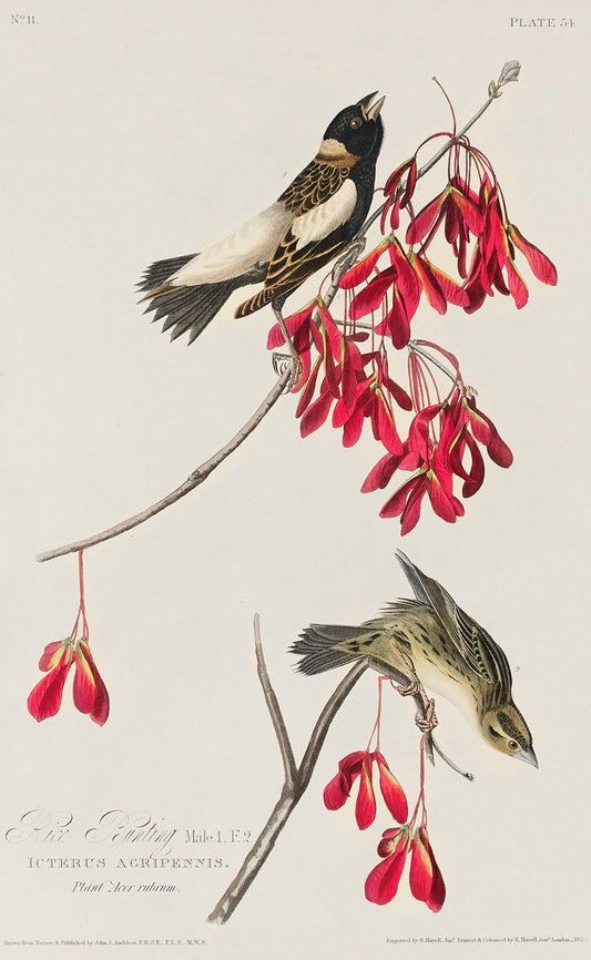 Rice Bird from Birds of America (1827) by John James Audubon