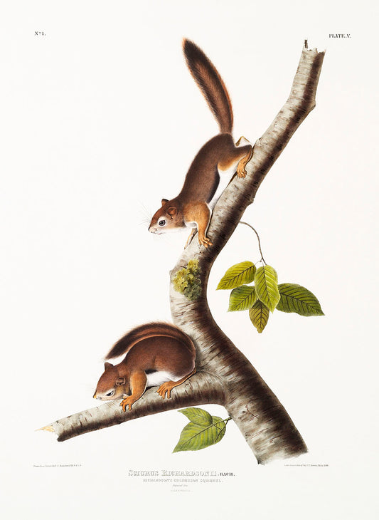 Richardson's Columbian Squirrel (Sciurus Richardsonii) by John James Audubon