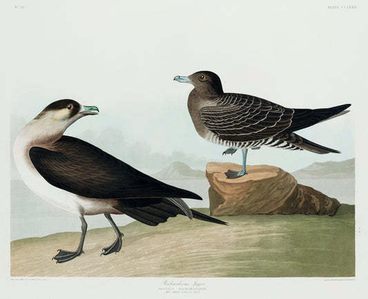 Richardson's Jager from Birds of America (1827) by John James Audubon